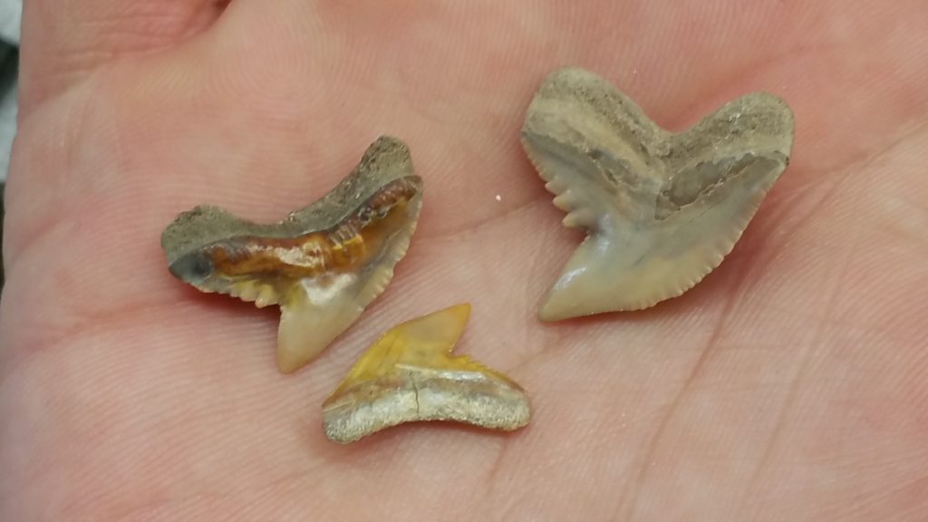Florida shark teeth