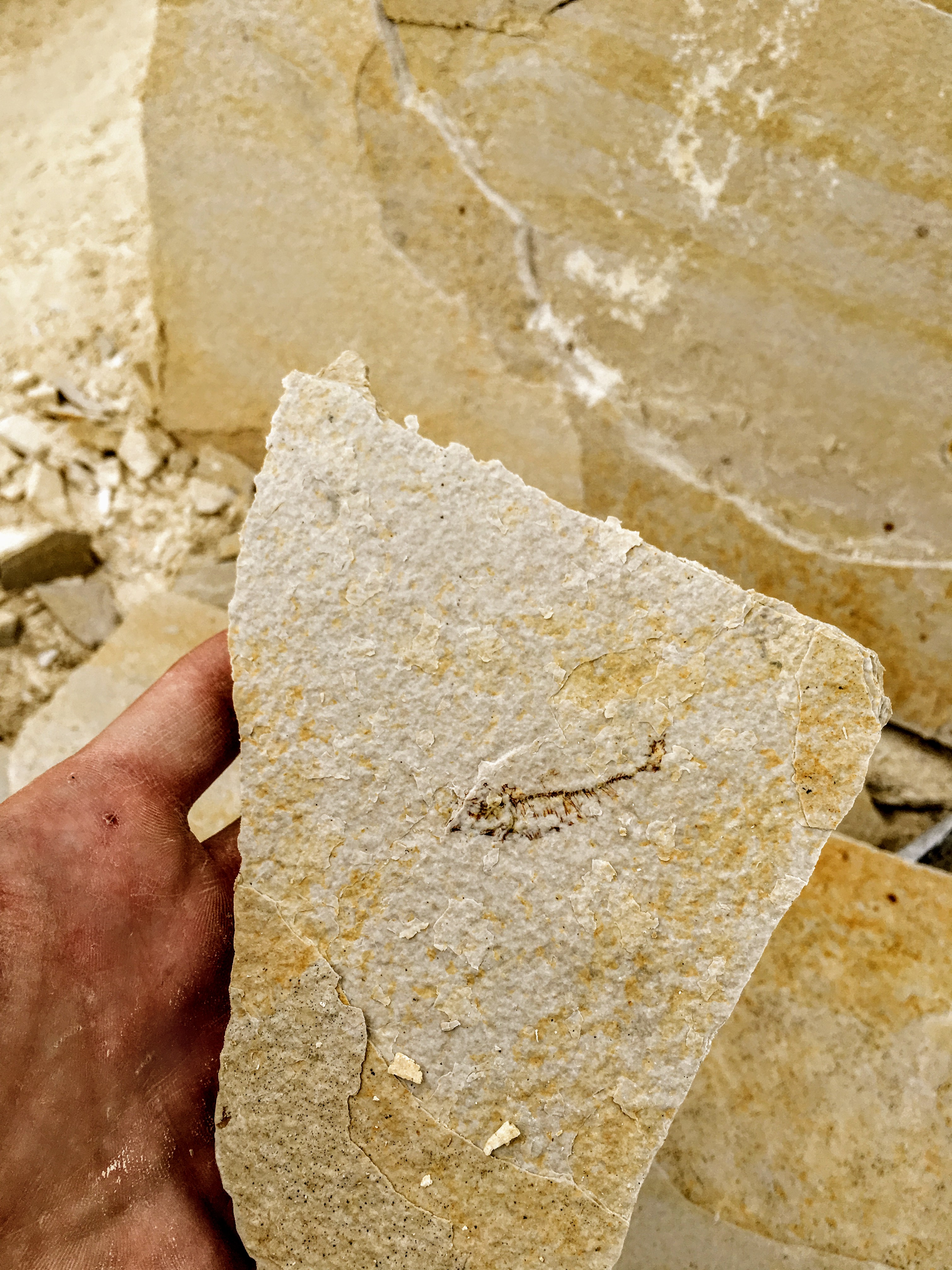 green river fossil dig