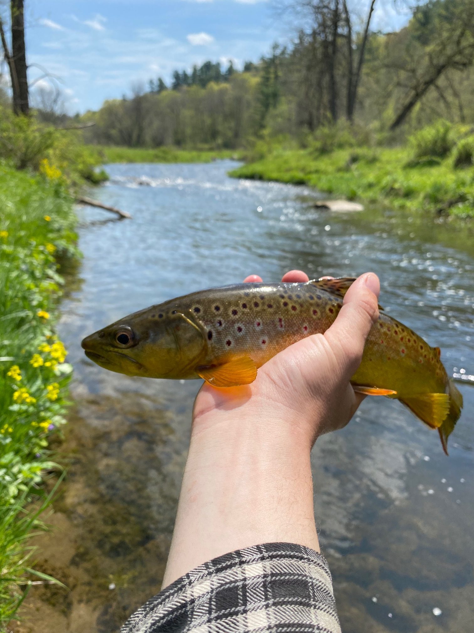 Coldwater Creek – Driftless Area Fly fishing
