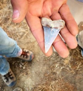 Last Remaining Public Fossil Hunting Sites - American Fossil Hunt