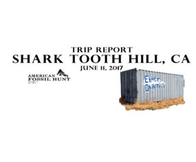 Shark Tooth Hill California Trip Report 6/11/2017