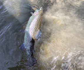 Illinois Trout Opener- Kankakee River Rock Creek 3/25/2018