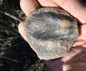 Mazon Creek Pit 11 Fossil Collecting- March 25, 2019