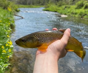 Flyfishing the Driftless area of Wisconsin near Viroqua and Viola